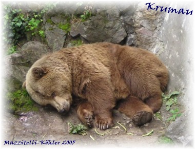 Der B�r in Krumaus Burggraben