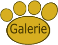 Dreli-Bears - Galerie